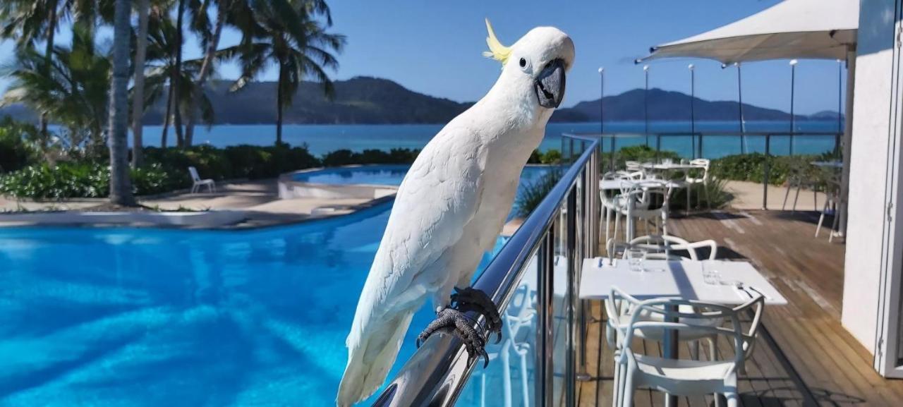 Casuarina Cove 13 On Hamilton Island By Hamorent Kültér fotó
